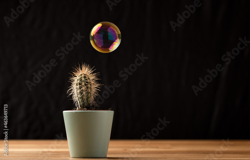 Canvas Print Soap bubble floating on air close to cactus  succullent on black background