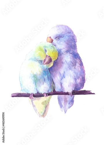 Watercolor drawing of lovebirds on a branch. Enamored cute gentle parrots. Beautiful watercolor birds on a white background.
