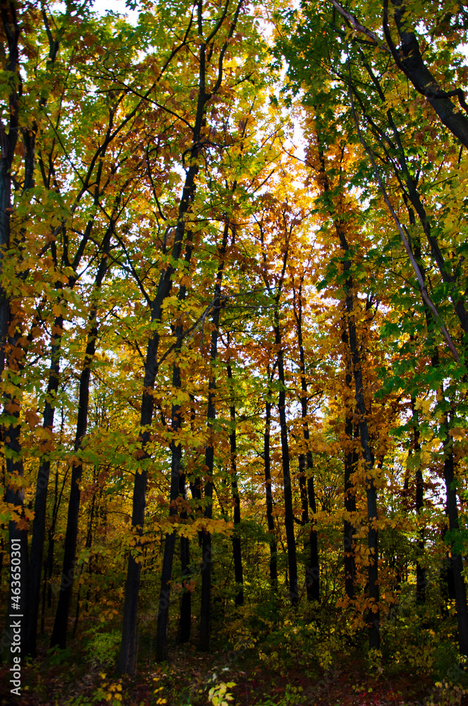 fall season weather. yellow autumn on natural background. autumn nature.