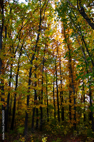 fall season weather. yellow autumn on natural background. autumn nature.