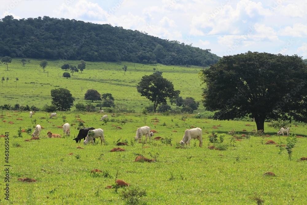 Pasto degradado, Goiás - Brasil. 