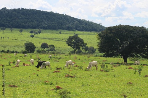 Pasto degradado, Goiás - Brasil.  © Aline Leão