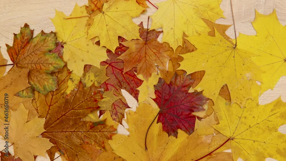 Autumn background. Yellow and red maple leaves appear on a wooden background. Stop motion. Autumn background. Yellow and red maple leaves appear on a wooden background. Stop motion.