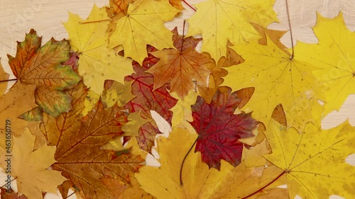 Autumn background. Yellow and red maple leaves appear on a wooden background. Stop motion.