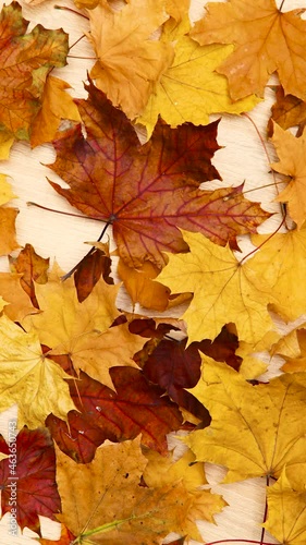 Autumn background. Yellow and red maple leaves appear on a wooden background. Stop motion. Vertical