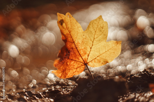 autumn leaf with abstract background