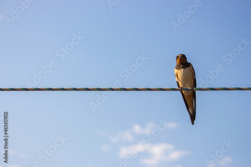 Swallow on the rope. Single bird on wire against blue sky. Small wild bird. Cute swallow on cable. Tranquil scene of wild life. Fauna concept.  © Nataliia