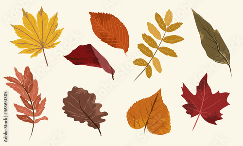 Fall season leaves collection with maple and oak leaves and other autumnal forest leaf in green, brown, red, golden and orange colors. Textured and vectored in flat style. Hand drawn. 
