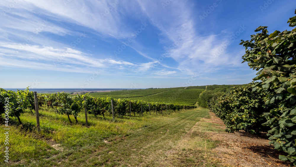 The hilly vineyards from Banska Cosa to Baranja, Croatia