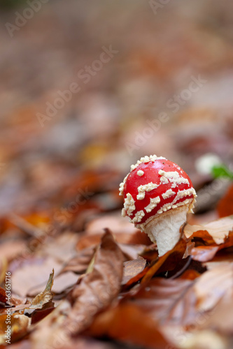 Mushroom Amanita in close view photo