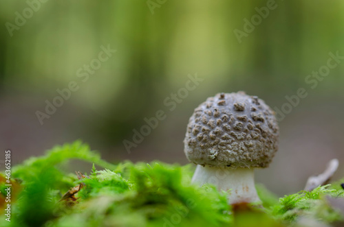 Mushroom Amanita in close view photo