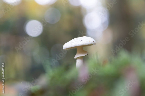 Mushroom Amanita in close view
