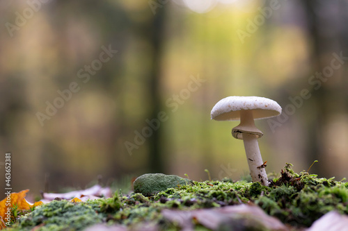 Mushroom Amanita in close view photo