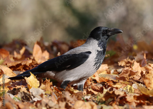 Photography Hooded crow