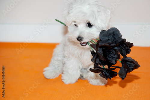 Perro en halloween. Perro con flores negras. Cachorro de bichón maltés blanco. Suelo naranja y pared lisa blanca.  photo