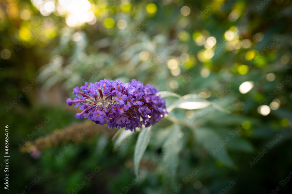 Close-up view of a healthy purple flower seen in a botanical gardens in early autumn. The flowers are late flowering shrubs seen in a large, public garden. Close-up view of a healthy purple flower seen in a botanical gardens in early autumn. The flowers are late flowering shrubs seen in a large, public garden.