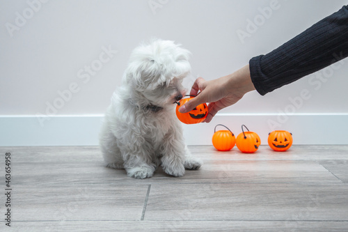 Perro en halloween. Perro con calabazas de halloween. Cachorro de bichón maltés blanco. Suelo de madera gris y pared lisa blanca. Calabazas de halloween. Dueña de perro dando objeto a perro. Ama dando photo