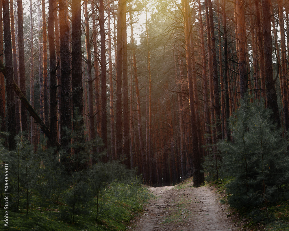 Naklejka premium Beauty autumn in the forest