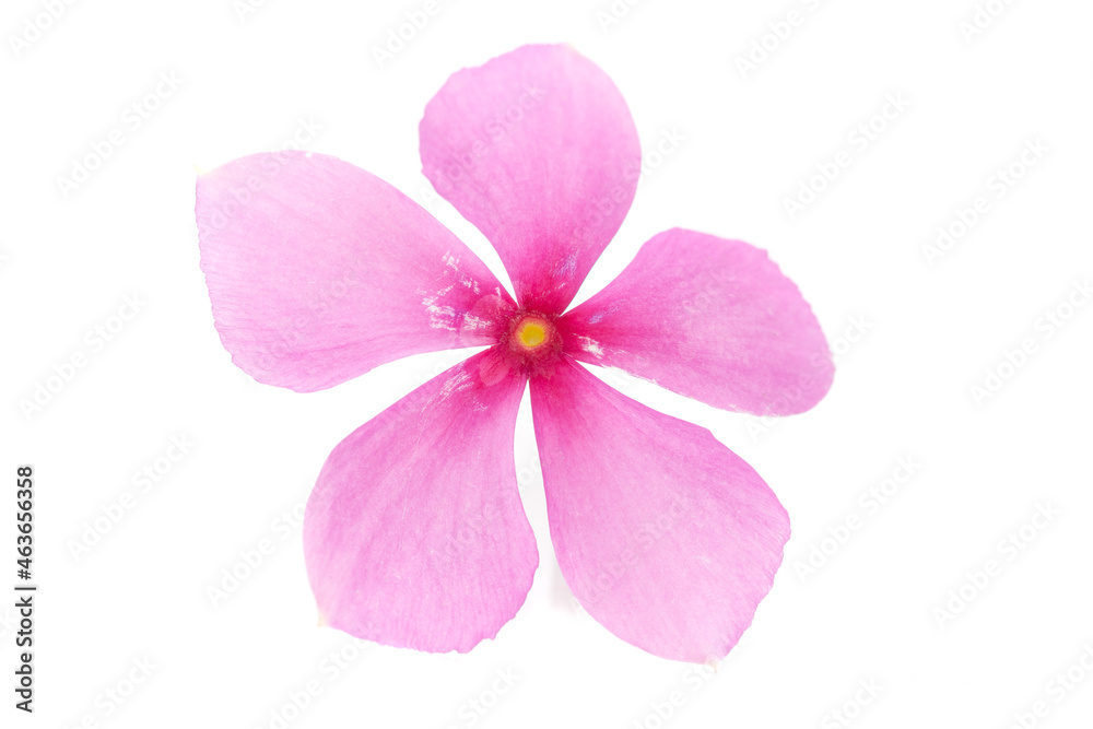 Close-up of Catharanthus roseus or medicinal Nayantara or Sadabahar(India) isolated over white background Close-up of Catharanthus roseus or medicinal Nayantara or Sadabahar(India) isolated over white background