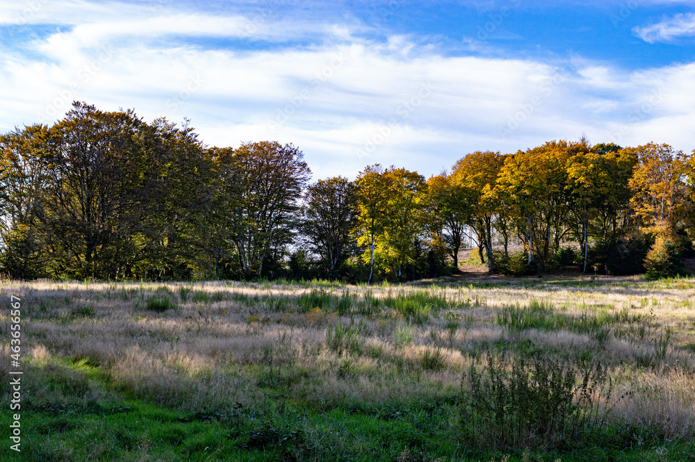 Arbre d'automne