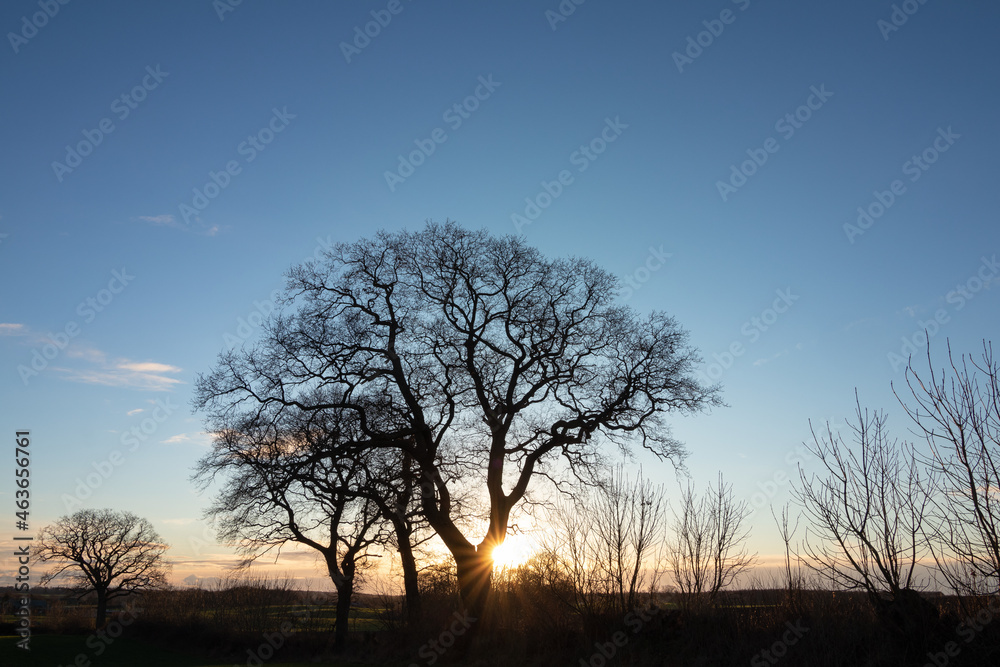 Silhouette of an oak tree with bare branches in winter.