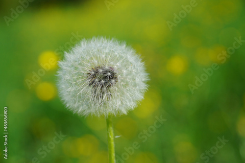 Pusteblume