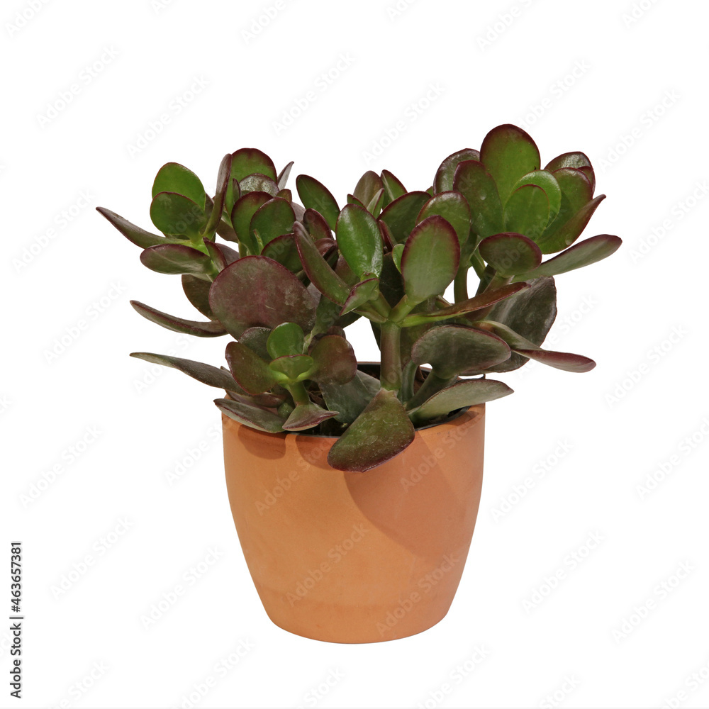 Fototapeta premium Crassula ovata en pot sur fond blanc