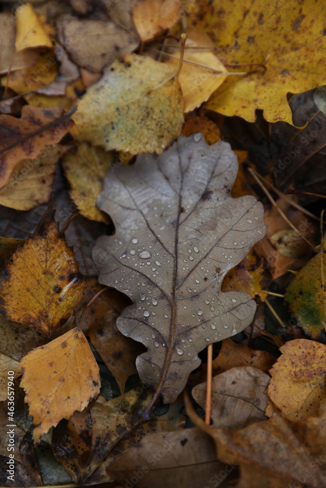 Background of multicolored fallen autumn leaves Background of multicolored fallen autumn leaves