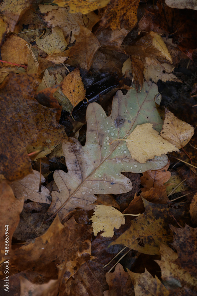 Background of multicolored fallen autumn leaves