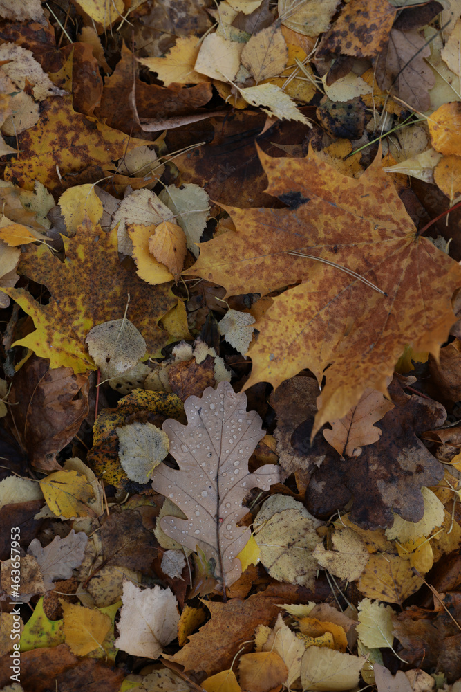 Background of multicolored fallen autumn leaves Background of multicolored fallen autumn leaves