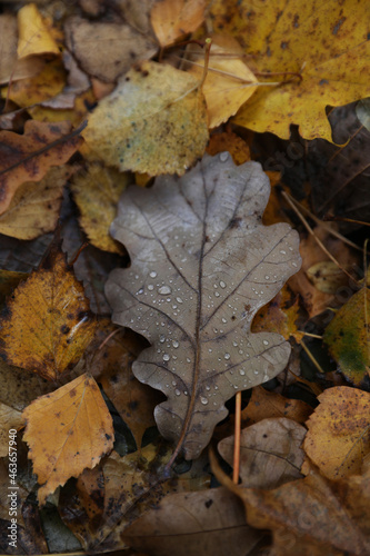 Background of multicolored fallen autumn leaves © Olga Tkacheva