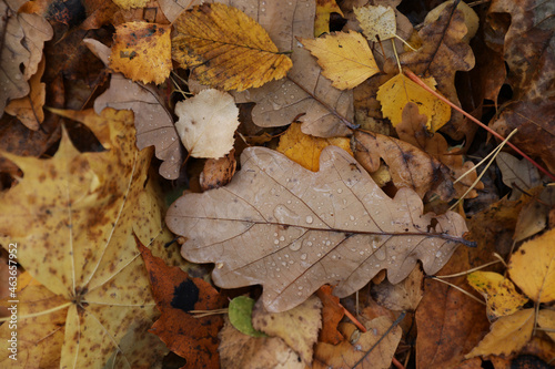 Background of multicolored fallen autumn leaves