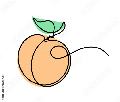 Drawing line apricot (peach, nectarine, plum) on the white background. Vector