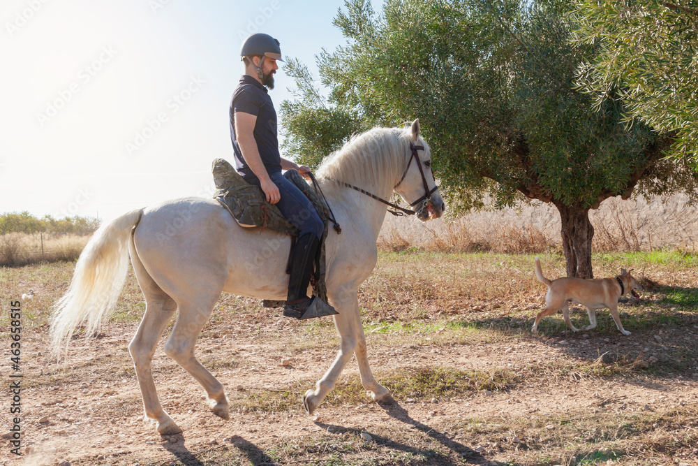 A rider riding his horse in the countryside with his dog A rider riding his horse in the countryside with his dog