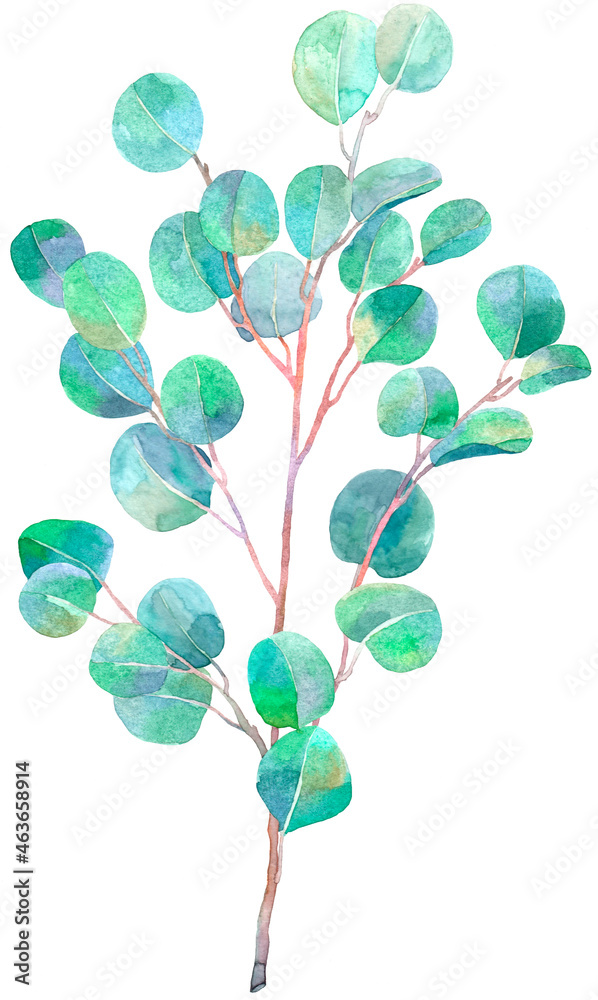 Watercolor sprig of eucalyptus. Illustration for card, invitation, paper. Leaves isolated on the white background.