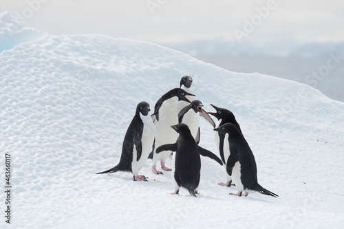 Adelie Penguins fight on ice in Antarctica