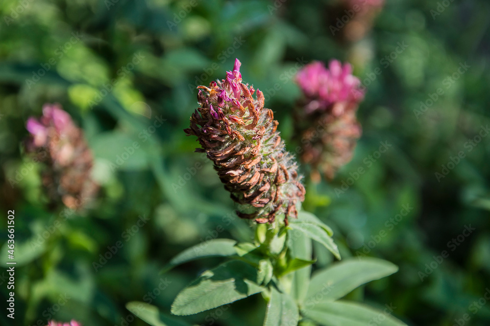 close up of an almost faded red clover blossoming in the city garden in summer close up of an almost faded red clover blossoming in the city garden in summer