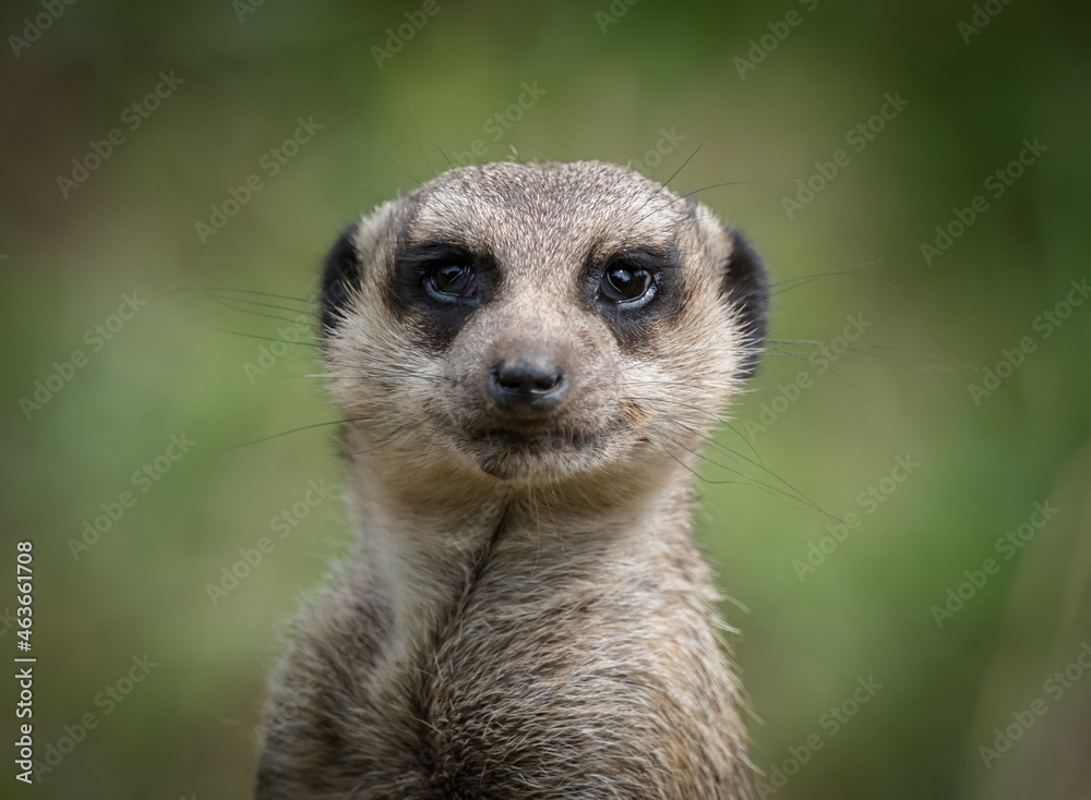 A cute meerkat closeup that is posing in front of the camera, copy space A cute meerkat closeup that is posing in front of the camera, copy space