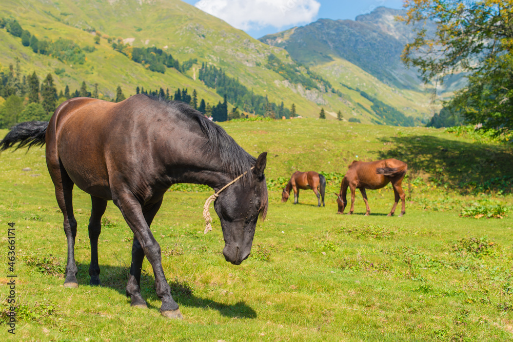 horses on the meadow