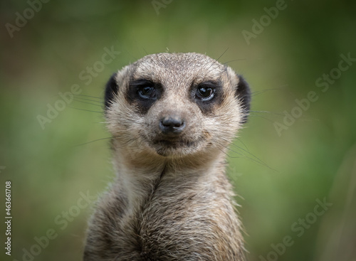 A cute meerkat closeup that is posing in front of the camera, copy space