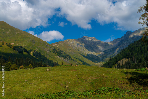 landscape in summer