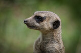 A cute meerkat closeup that is posing in front of the camera, copy space