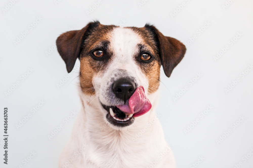 Hungry funny puppy dog licking its nose with tongue out Hungry funny puppy dog licking its nose with tongue out