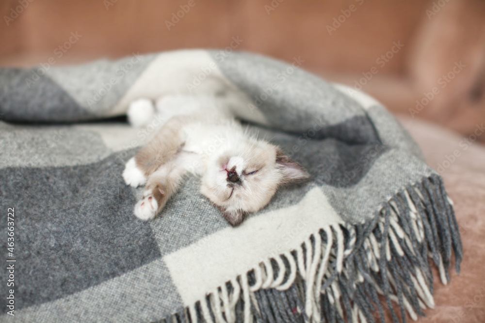 Cat relaxing on knitted plaid in home interior of living room