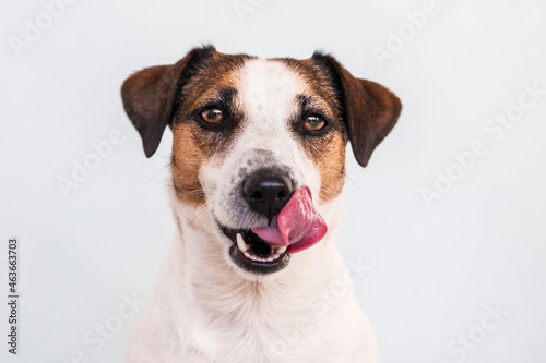 Cuadro en lienzo Hungry funny puppy dog licking its nose with tongue out