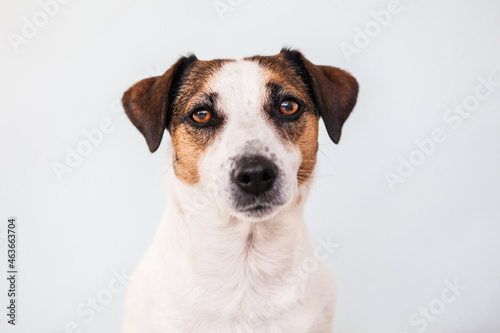 Portrait of a Jack Russell terrier dog