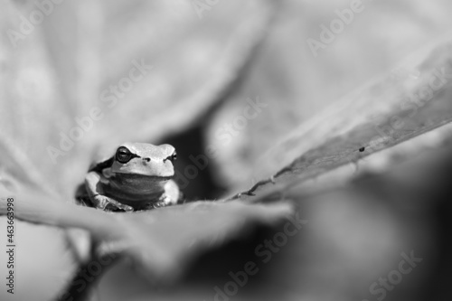 Black and white tree frog portret, north Brabant, the Netherlands photo