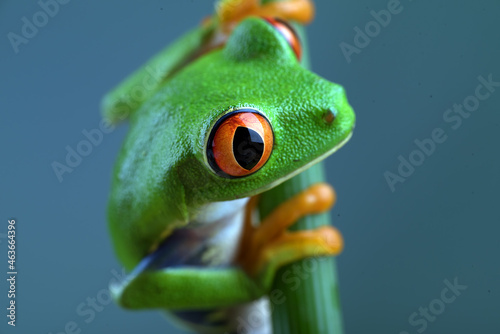 Red-eyed tree frog on bamboo tree