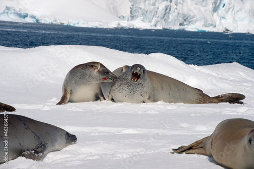 Crabeater seal resting on ice flow, Antarctica © Silver