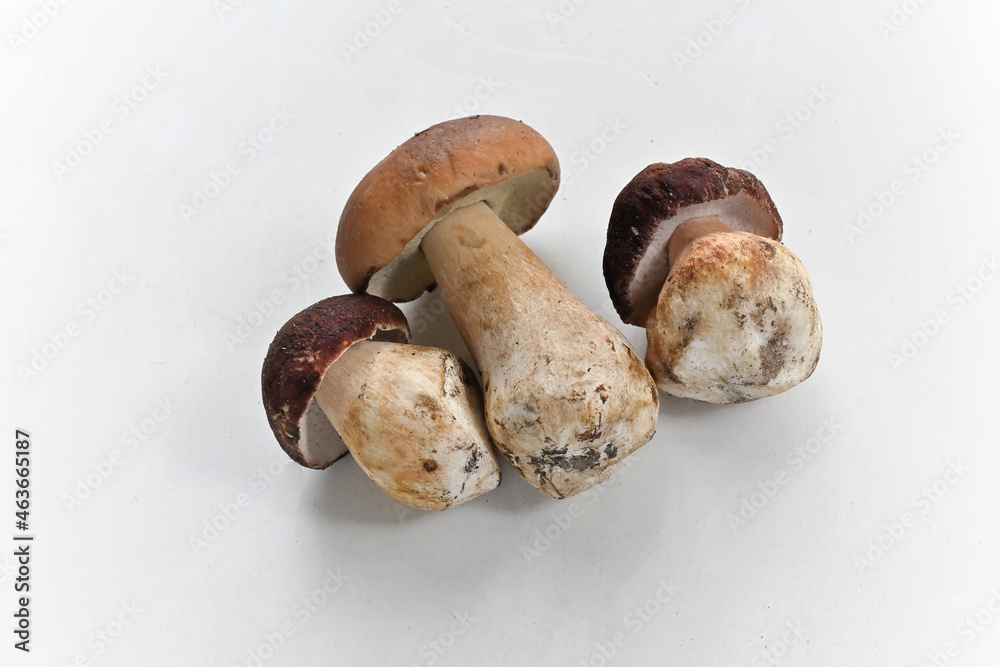 Porcini mushrooms. Porcini mushrooms.